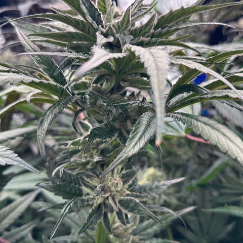 Misc x (LA Kush x Zkittles) #28 13.53g growlog timeline photo