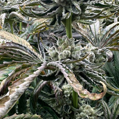 Misc x (LA Kush x Zkittles) #26 60.7g growlog timeline photo