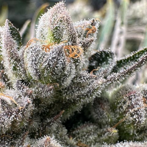 Misc x (LA Kush x Zkittles) #26 60.7g growlog timeline photo