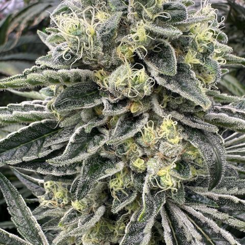 Misc x (LA Kush x Zkittles) #08 growlog timeline photo