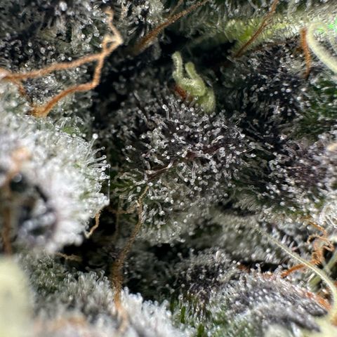 CxLAZ #24 37.13g growlog timeline photo