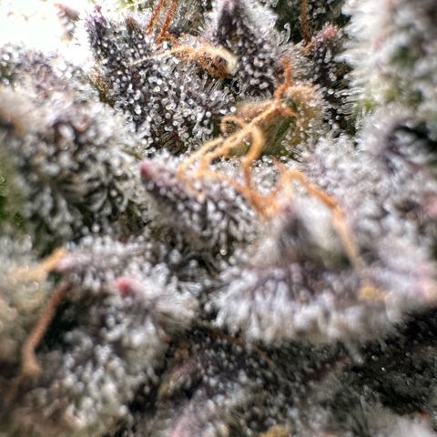Misc x (LA Kush x Zkittles) #26 60.7g growlog timeline photo