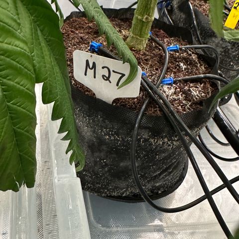 Misc x (LA Kush x Zkittles) #27 33.12g growlog timeline photo