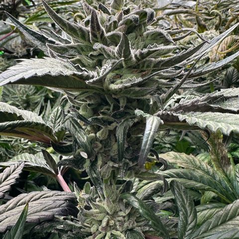 Misc x (LA Kush x Zkittles) #33 19.08g growlog timeline photo