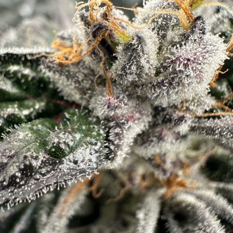 CxLAZ #03 45.52g growlog timeline photo