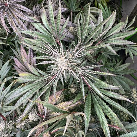 CxLAZ #16 50.72g growlog timeline photo