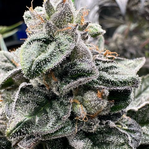 Misc x (LA Kush x Zkittles) #05 growlog timeline photo