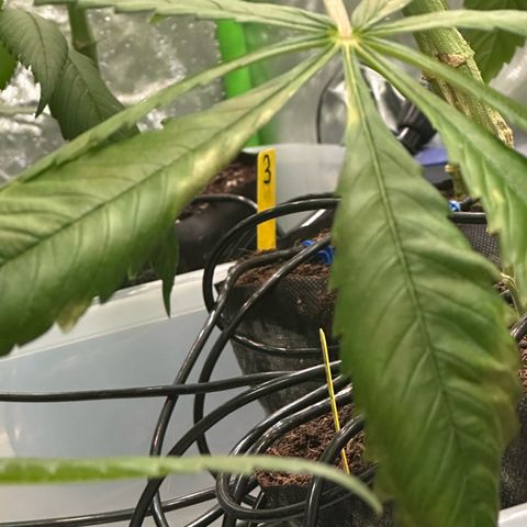 Misc x (LA Kush x Zkittles) #37 42.26g growlog timeline photo