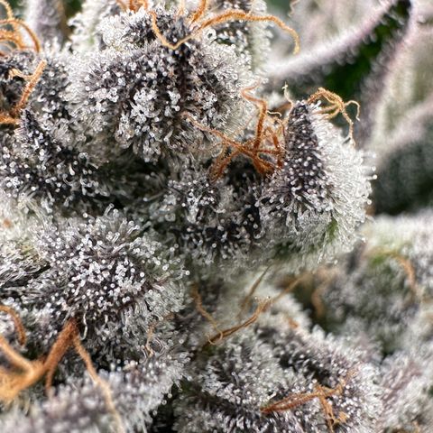 Misc x (LA Kush x Zkittles) #34 15.68g growlog timeline photo