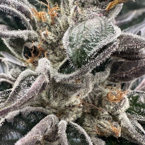 CxLAZ #03 45.52g growlog timeline photo