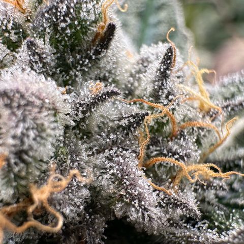 CxLAZ #31 58.75g growlog timeline photo