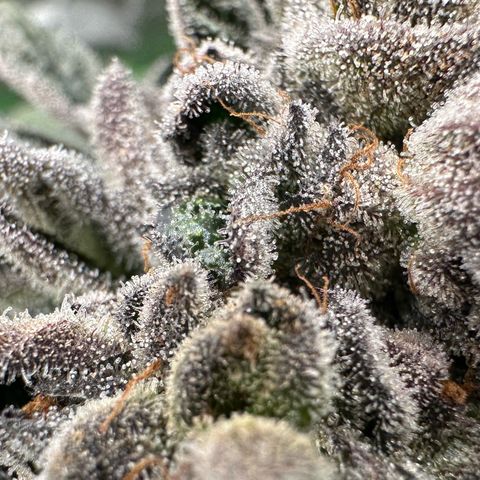 Misc x (LA Kush x Zkittles) #27 33.12g growlog timeline photo