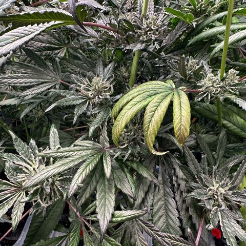 Misc x (LA Kush x Zkittles) #33 19.08g growlog timeline photo