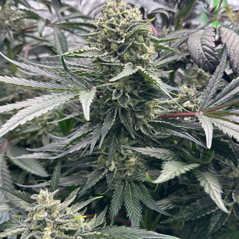CxLAZ #15 52g growlog timeline photo