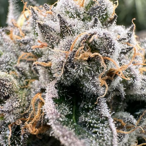 CxLAZ #31 58.75g growlog timeline photo