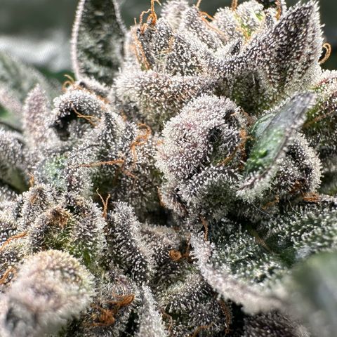 Misc x (LA Kush x Zkittles) #27 33.12g growlog timeline photo