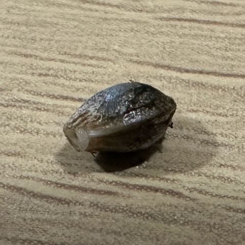CxLAZ #15 52g growlog photo: First seed