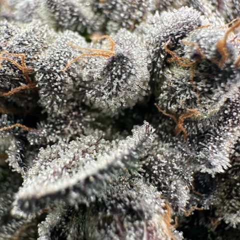 Misc x (LA Kush x Zkittles) #27 33.12g growlog timeline photo