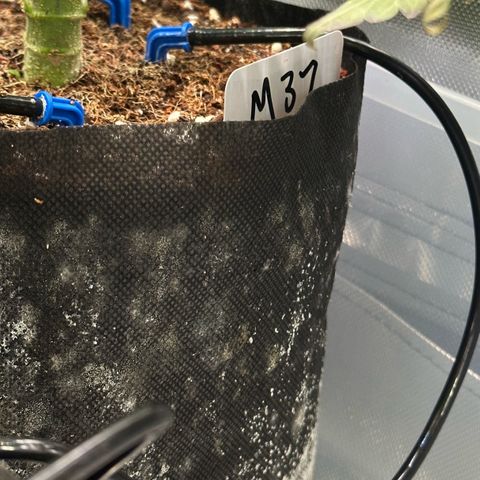 Misc x (LA Kush x Zkittles) #37 42.26g growlog timeline photo