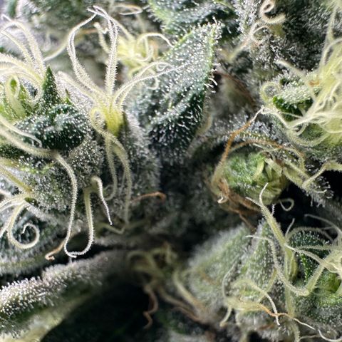 Misc x (LA Kush x Zkittles) #08 growlog timeline photo