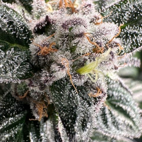Misc x (LA Kush x Zkittles) #35 28.55g growlog timeline photo