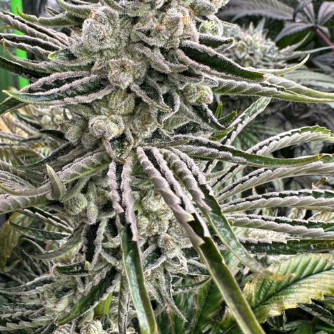 Misc x (LA Kush x Zkittles) #26 60.7g growlog timeline photo