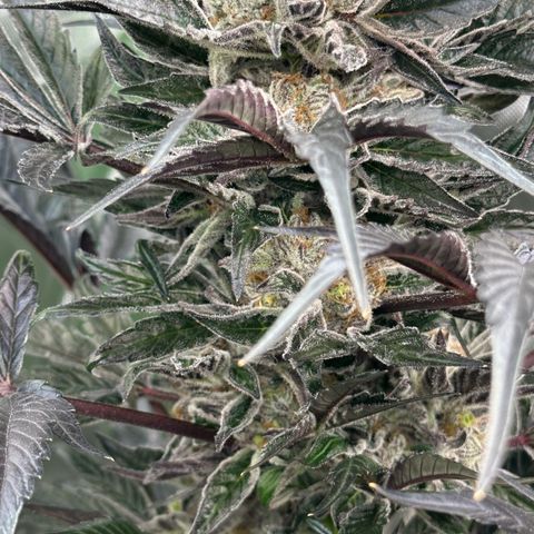 CxLAZ #16 50.72g growlog timeline photo