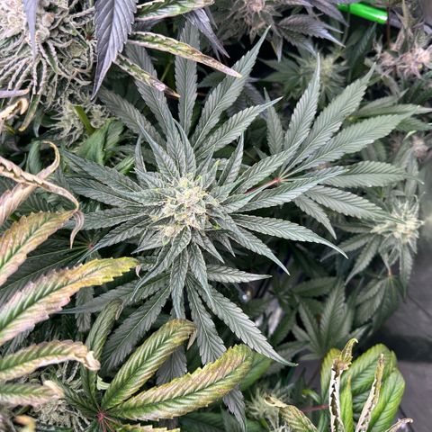 CxLAZ #06 growlog timeline photo