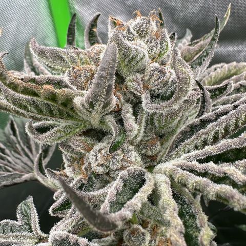 Misc x (LA Kush x Zkittles) #34 15.68g growlog timeline photo