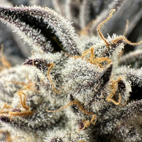 Misc x (LA Kush x Zkittles) #37 42.26g growlog timeline photo