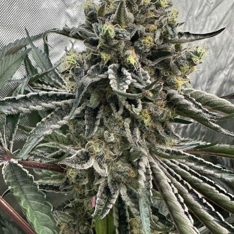 CxLAZ #24 37.13g growlog timeline photo