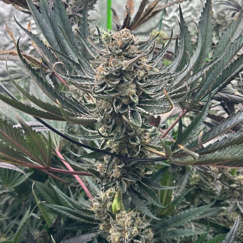 CxLAZ #31 58.75g growlog timeline photo