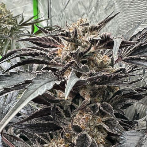 Misc x (LA Kush x Zkittles) #37 42.26g growlog timeline photo
