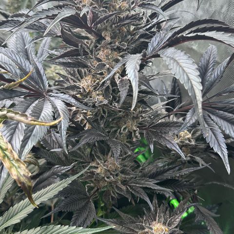 Misc x (LA Kush x Zkittles) #37 42.26g growlog timeline photo