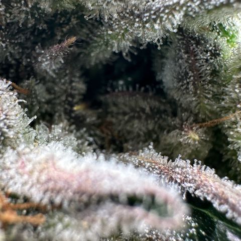 Misc x (LA Kush x Zkittles) #26 60.7g growlog timeline photo