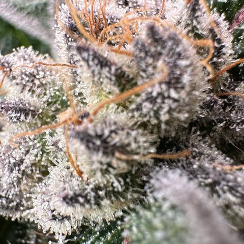 Misc x (LA Kush x Zkittles) #28 13.53g growlog timeline photo