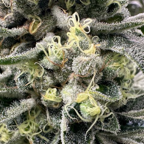 Misc x (LA Kush x Zkittles) #08 growlog timeline photo