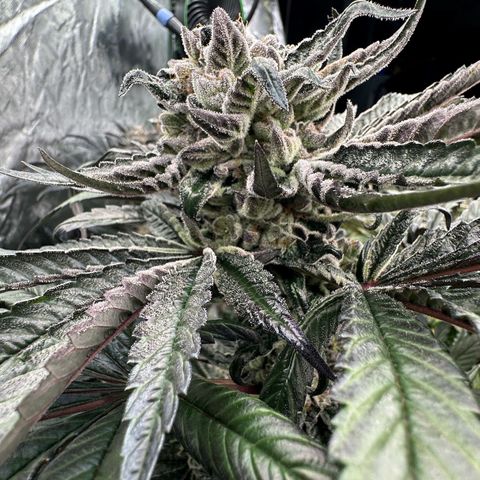 Misc x (LA Kush x Zkittles) #27 33.12g growlog timeline photo