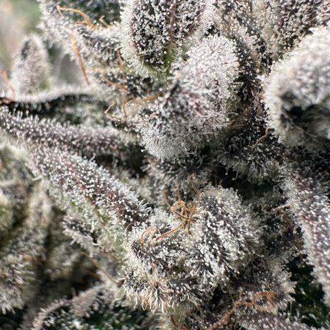 Misc x (LA Kush x Zkittles) #29 25.69g growlog timeline photo