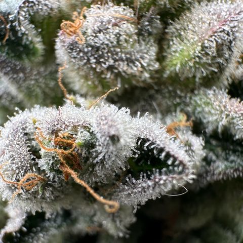 Misc x (LA Kush x Zkittles) #26 60.7g growlog timeline photo