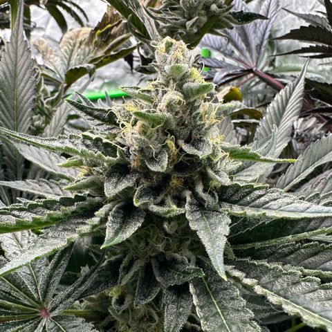 CxLAZ #06 growlog timeline photo