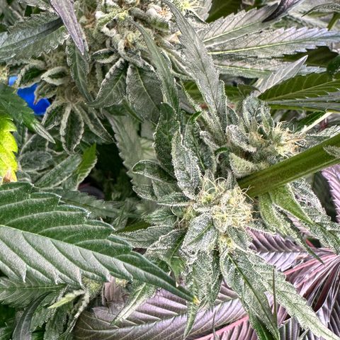 Misc x (LA Kush x Zkittles) #04 10.54g growlog timeline photo