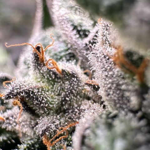 Misc x (LA Kush x Zkittles) #05 growlog timeline photo