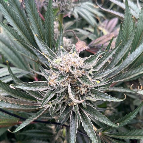 CxLAZ #31 58.75g growlog timeline photo