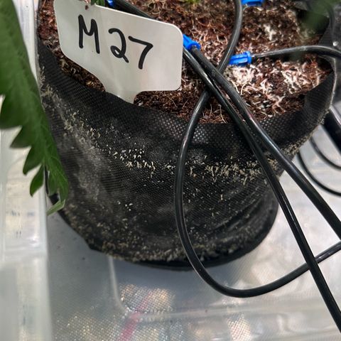 Misc x (LA Kush x Zkittles) #27 33.12g growlog timeline photo