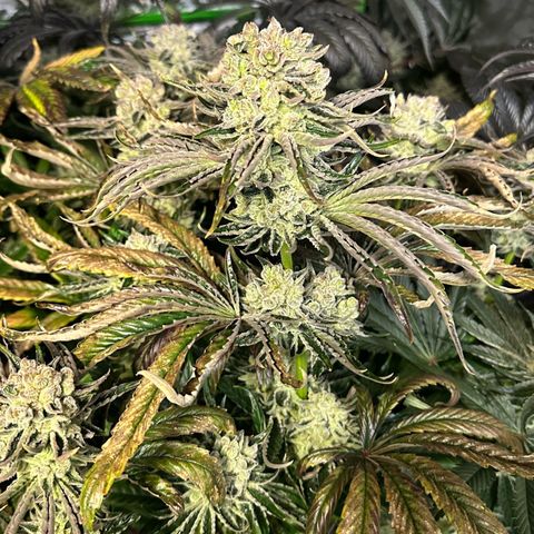 Misc x (LA Kush x Zkittles) #26 60.7g growlog timeline photo