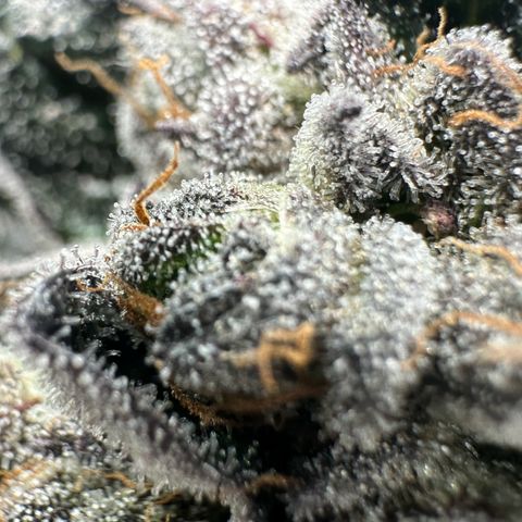 Misc x (LA Kush x Zkittles) #27 33.12g growlog timeline photo