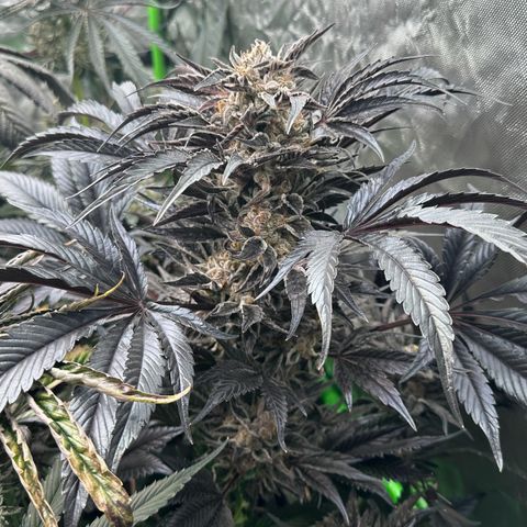 Misc x (LA Kush x Zkittles) #37 42.26g growlog timeline photo