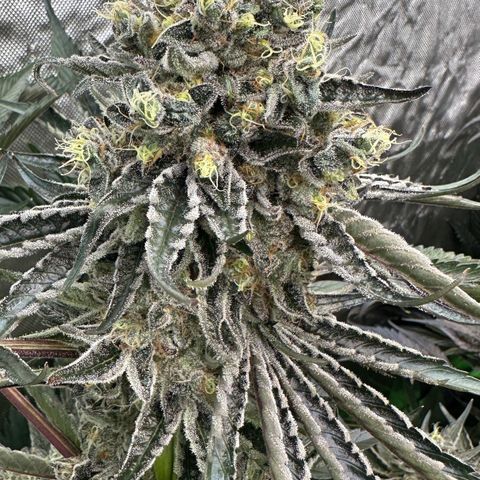 CxLAZ #24 37.13g growlog timeline photo