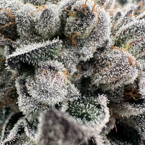 Misc x (LA Kush x Zkittles) #27 33.12g growlog timeline photo